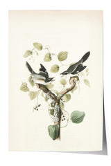 A vintage illustration of two birds perched on a branch with green leaves and berries.