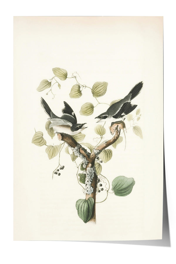 A vintage illustration of two birds perched on a branch with green leaves and berries.