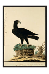 A black bird, possibly a hawk or eagle, perched on a rock formation with a plant or shrub nearby.