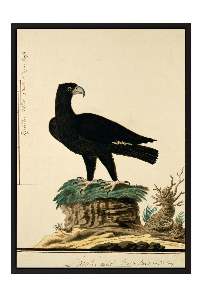 A black bird, possibly a hawk or eagle, perched on a rock formation with a plant or shrub nearby.