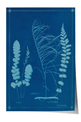 The image is a botanical illustration featuring various ferns and other plants, including a large fern with long, thin fronds and smaller ferns with delicate, feathery leaves. The illustration is set against a deep blue background with white text labels indicating the names of the plants, such as "LOMARIA", "NICRA", "FILIFORMIS", and "TITIRANI".