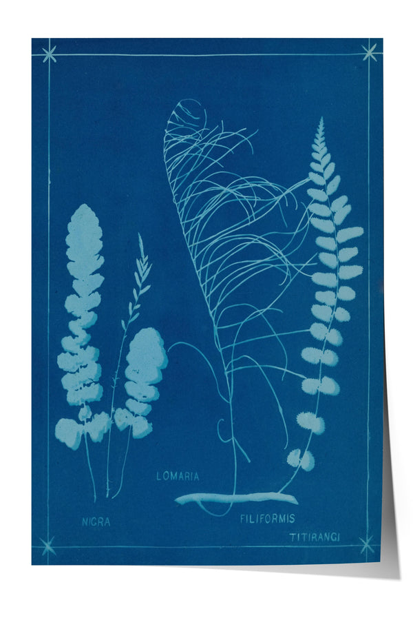 The image is a botanical illustration featuring various ferns and other plants, including a large fern with long, thin fronds and smaller ferns with delicate, feathery leaves. The illustration is set against a deep blue background with white text labels indicating the names of the plants, such as "LOMARIA", "NICRA", "FILIFORMIS", and "TITIRANI".