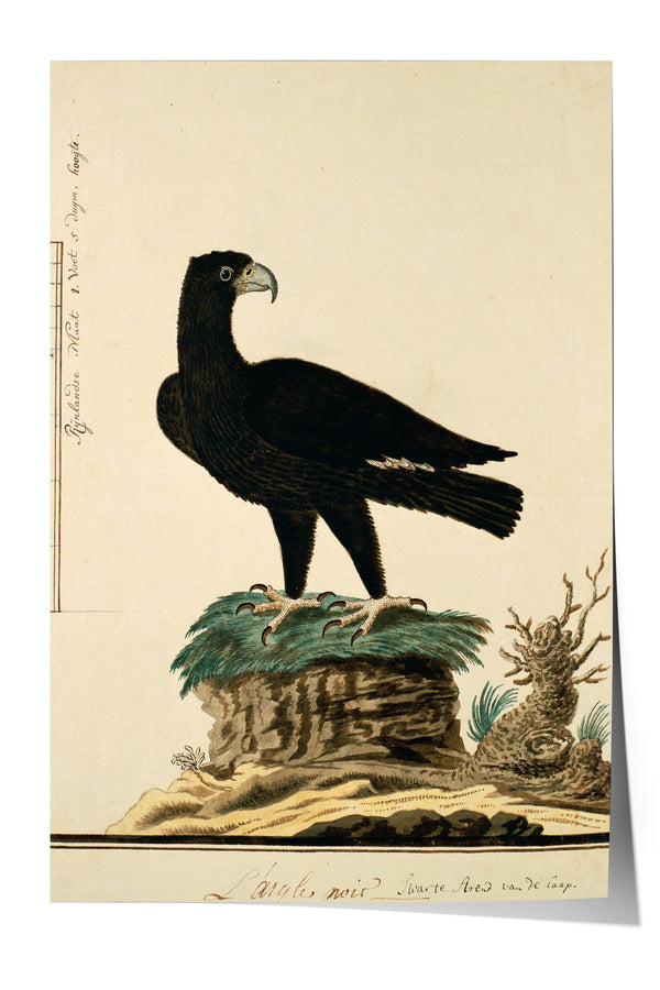 A black bird is perched on a rock, with a plant and a small animal nearby.