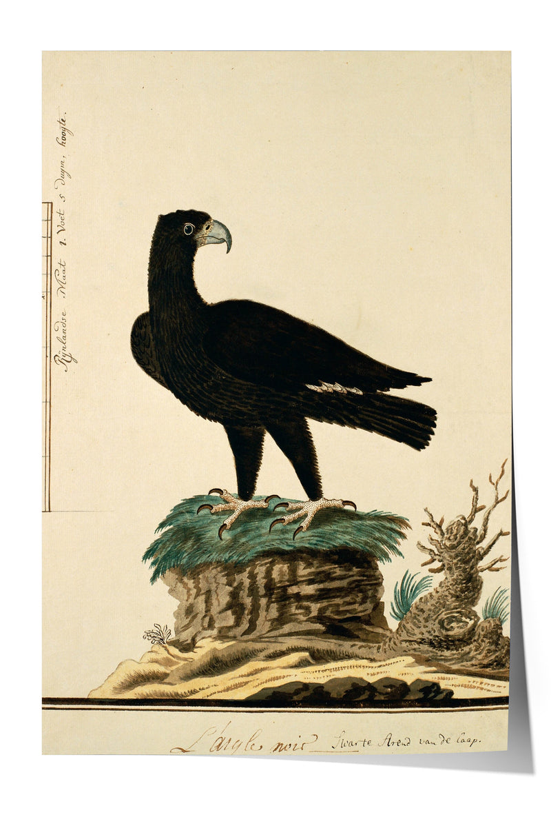 A black bird is perched on a rock, with a plant and a small animal nearby.