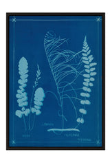 The image is a framed print featuring botanical illustrations of various plants, including ferns and grasses, against a blue background.