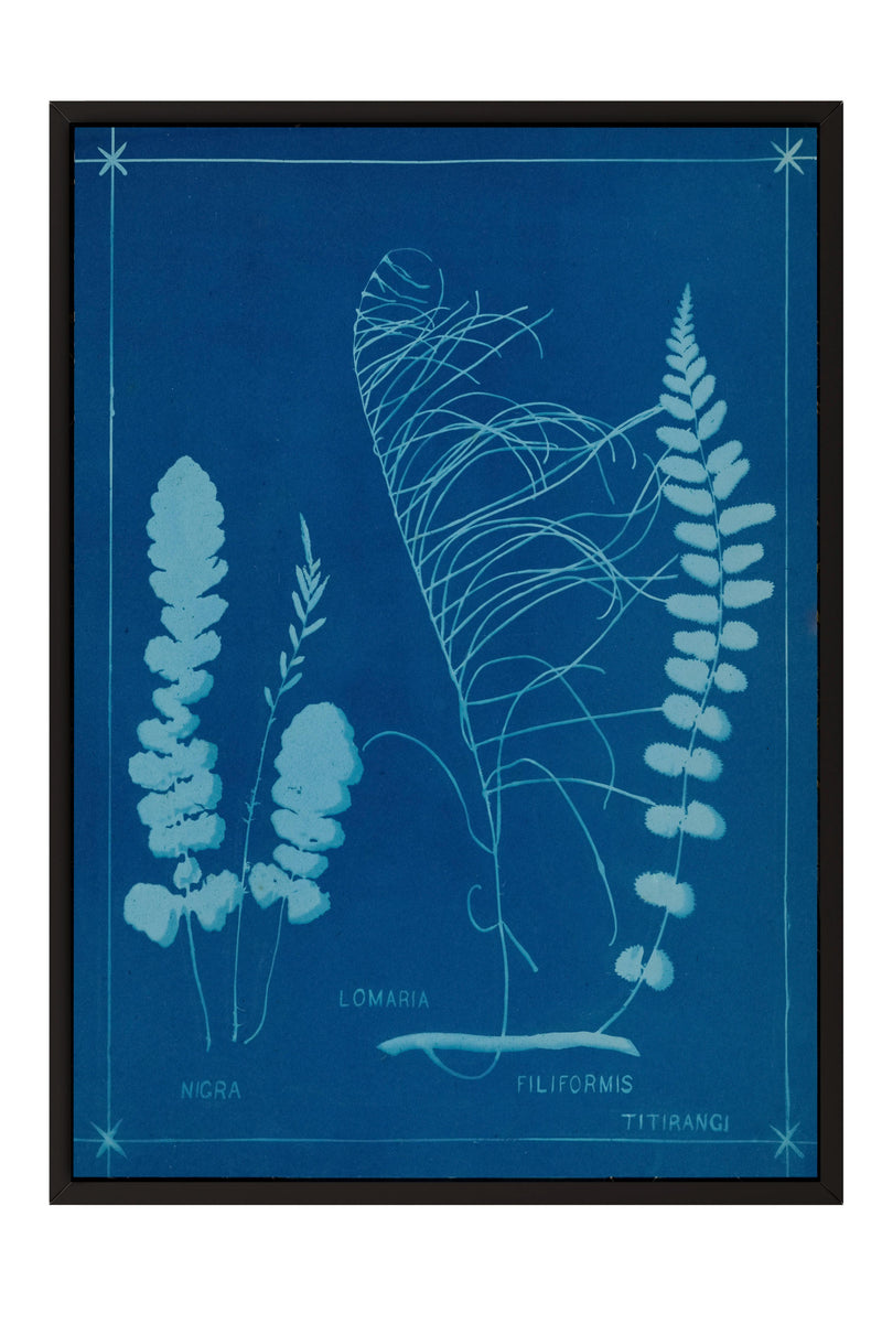 The image is a framed print featuring botanical illustrations of various plants, including ferns and grasses, against a blue background.