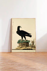 a large black bird perched on a rock, with a beige background and some text at the bottom.